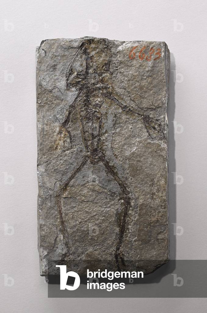 Rana sp (frog - pond frog or brown frog), Museum d'histoire naturelle de Marseille