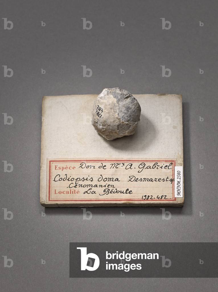 Cardiopsis doma (Echinodermes), Natural History Museum of Marseille