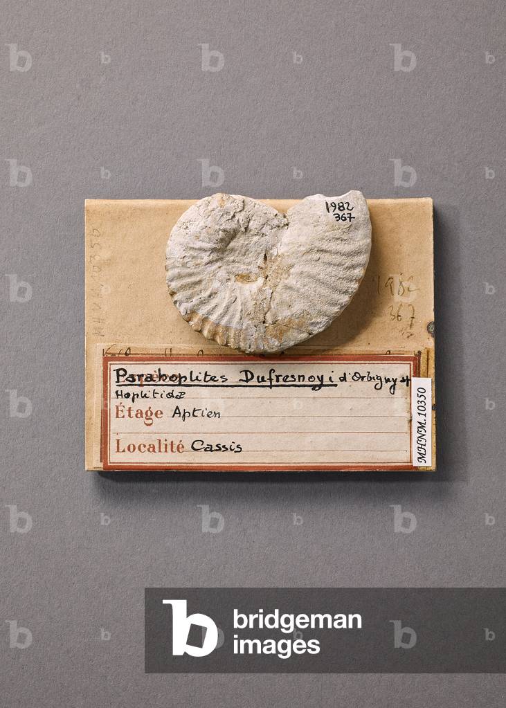 Parahoplites dufresnoyi (Cephalopode), Natural History Museum of Marseille
