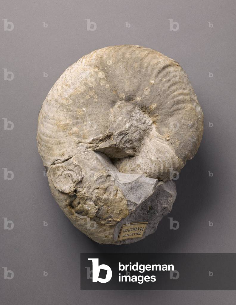 Nautilus neocomiensis (Cephalopode), Natural History Museum of Marseille