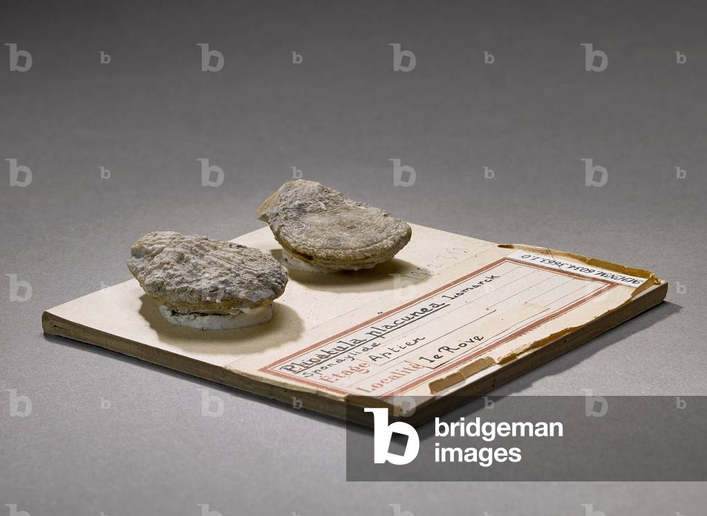 Placunea (Lamellibranche), Natural History Museum of Marseille