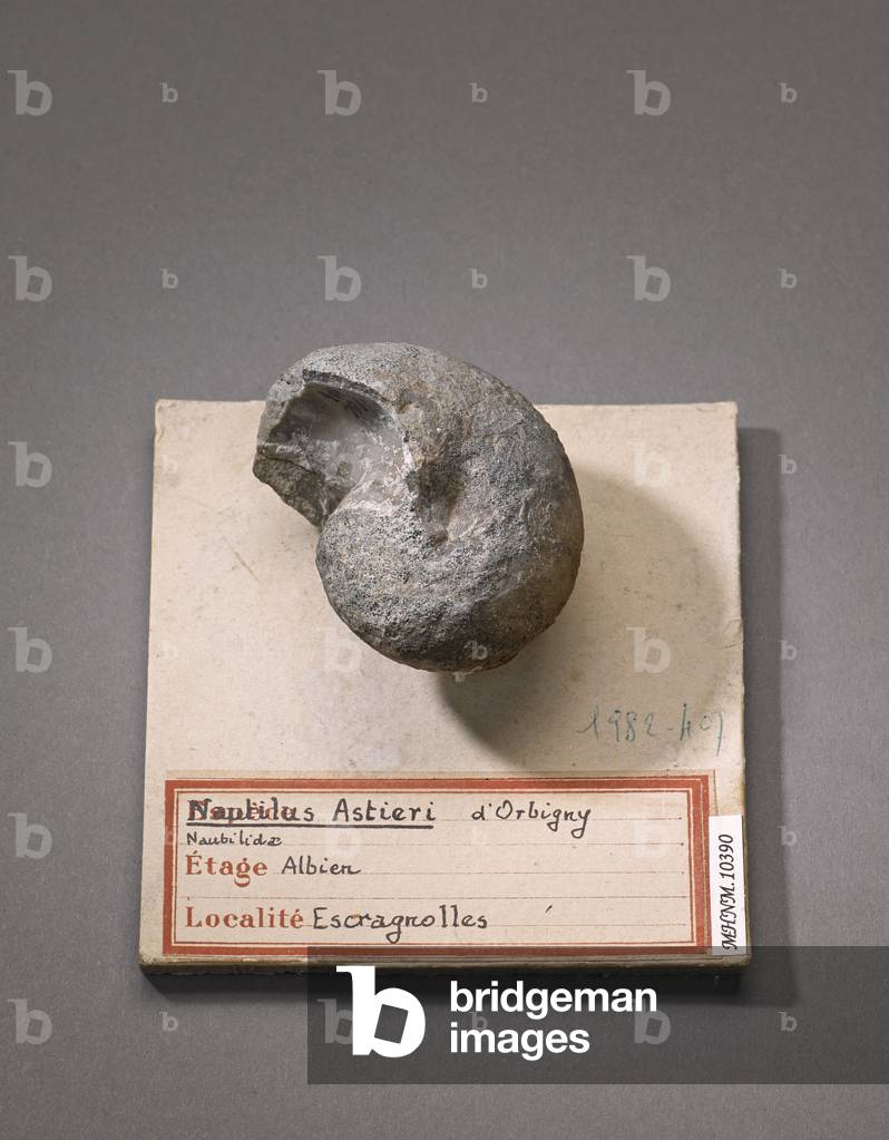 Nautilus astieri (Cephalopode), Natural History Museum of Marseille