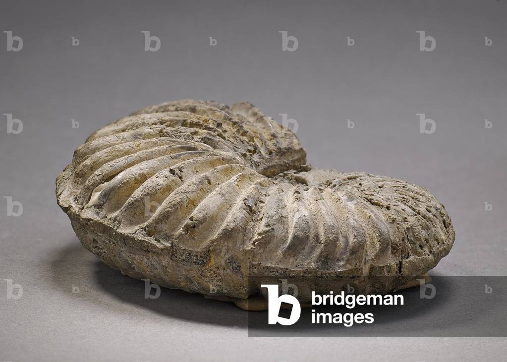 Oxyhopidoceras roissyi (Cephalopode), Natural History Museum of Marseille