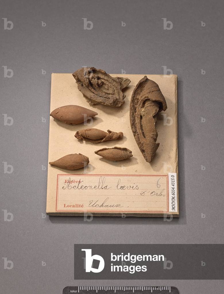 Acteonella loevis (Gasteropode), Natural History Museum of Marseille