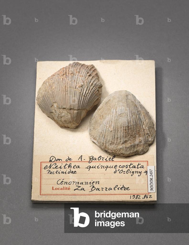 Neithea quinquecostata (Lamellibranche), Museum d'histoire naturelle de Marseille