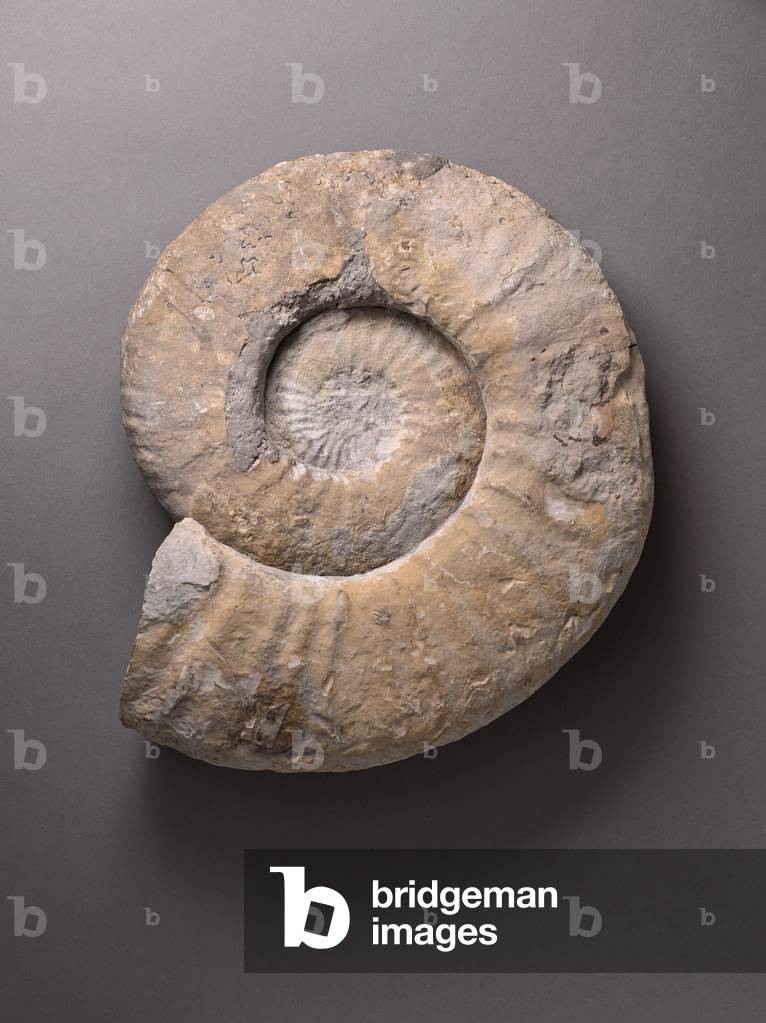 Neocomites cryptocera (Cephalopode), Naturhistorisches Museum von Marseille