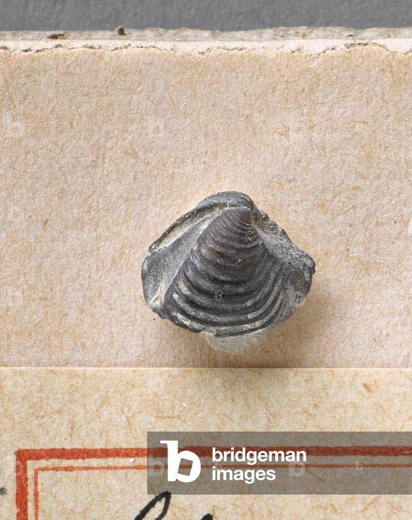 Thyasira sculpta (Lamellibranche), Natural History Museum of Marseille