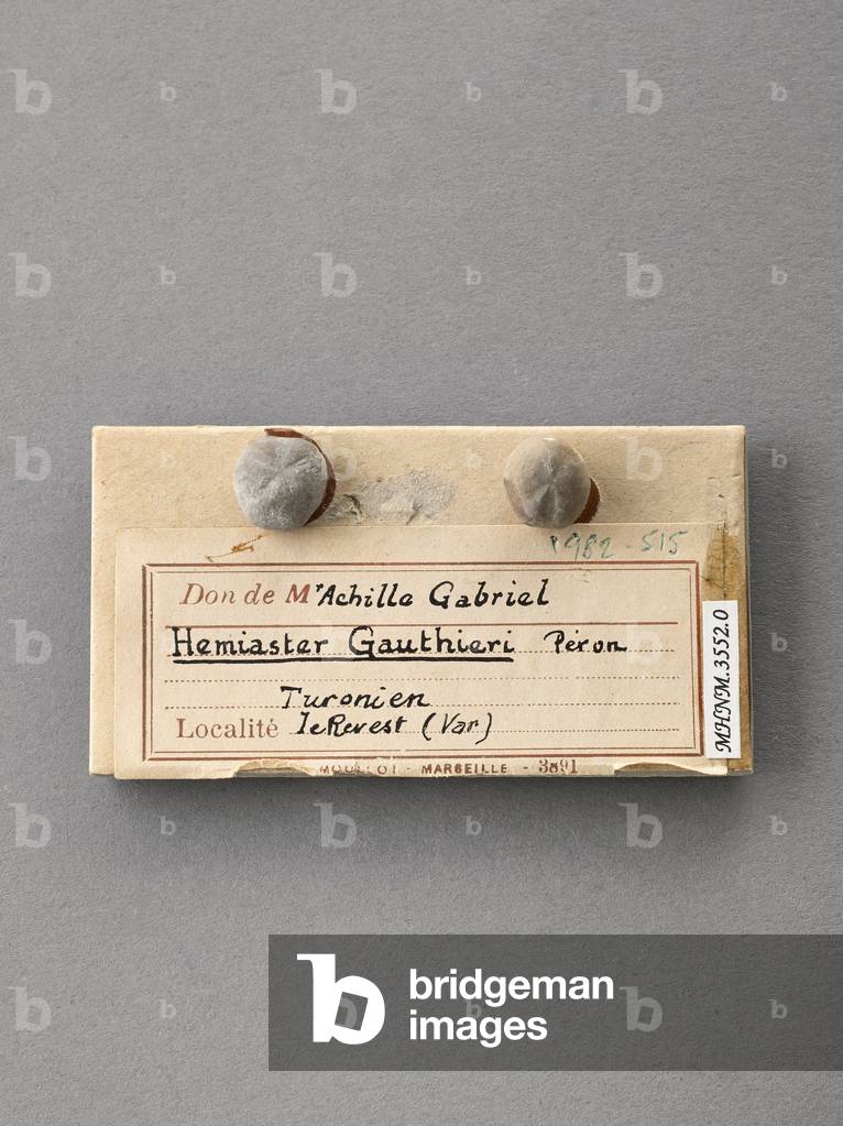 Hemiaster gauthieri (Echinodermes), Natural History Museum of Marseille