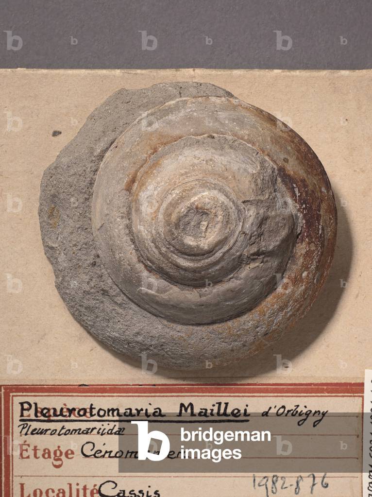 Pleurotomaria maillei (Gasteropode), Natural History Museum of Marseille