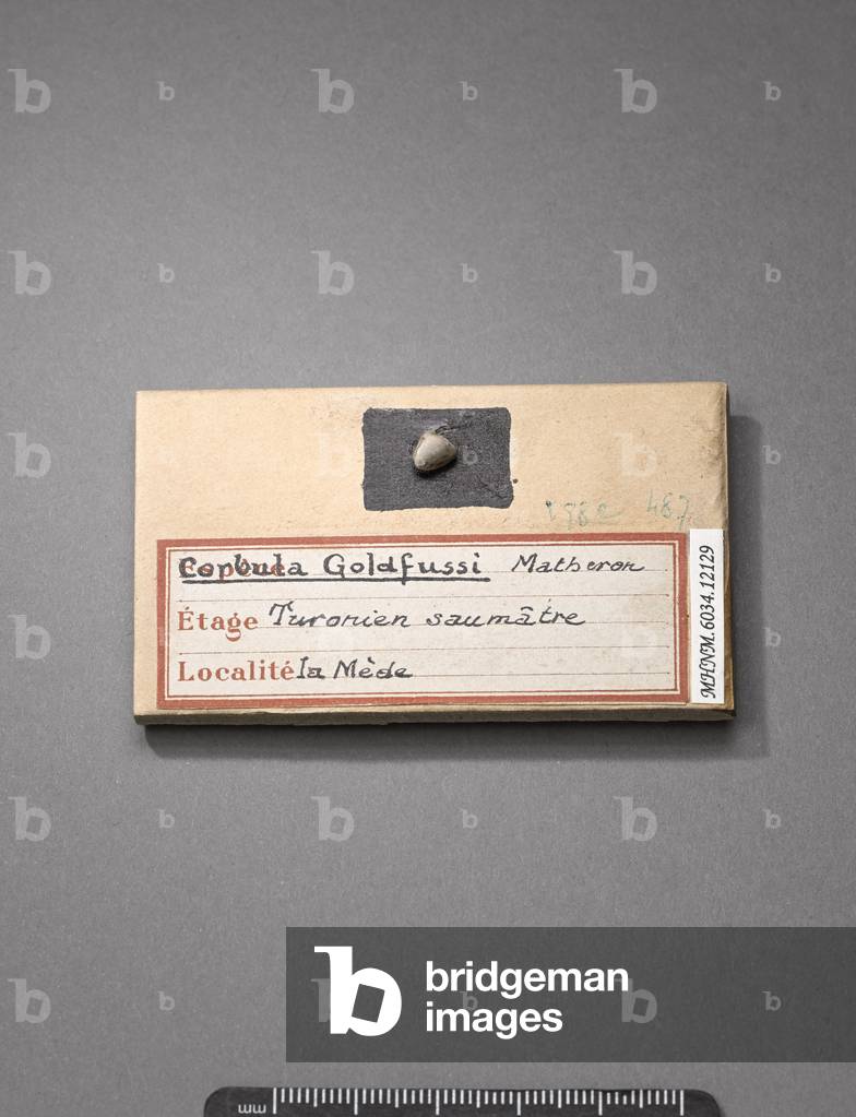 Corbula goldfussi (Lamellibranche), Natural History Museum of Marseille