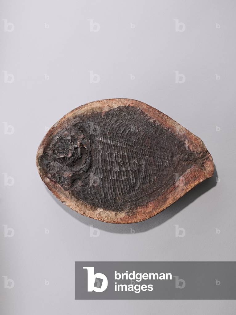 Ecrinosomus dixoni, Natural History Museum of Marseille