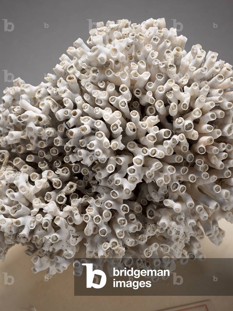 "Cladocora cespitosa"
