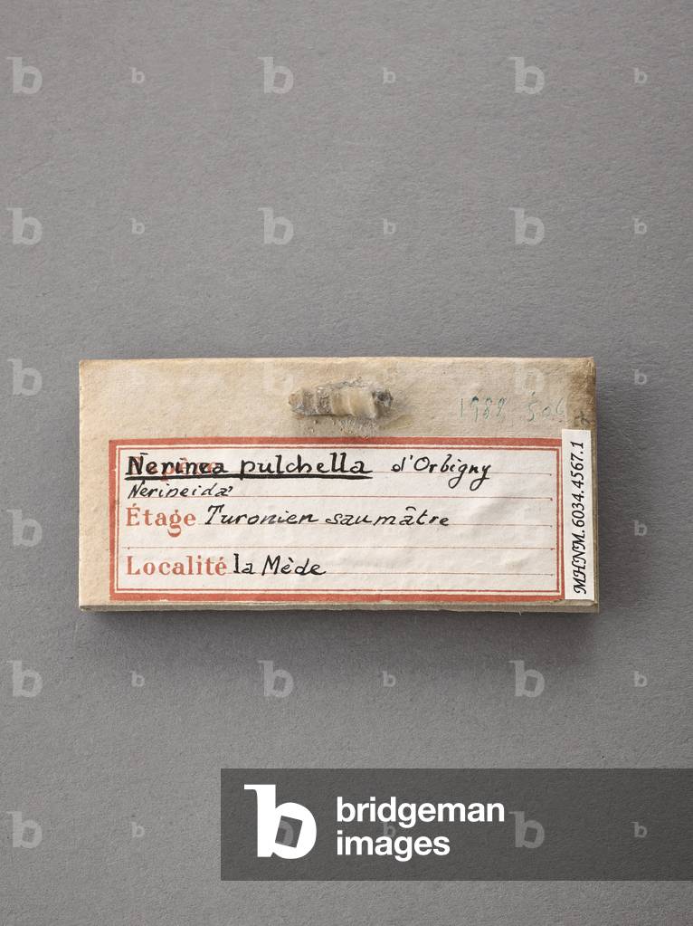 Nerinea pulchella (Gasteropode), Natural History Museum of Marseille