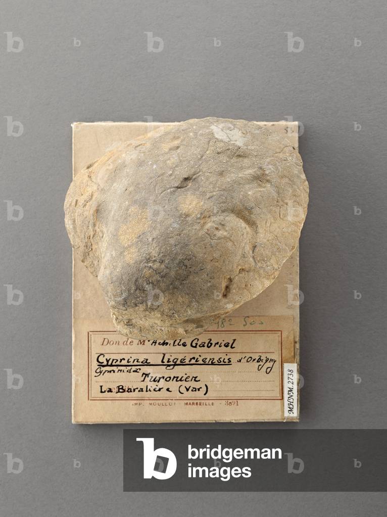 Cyprina ligeriensis (Lamellibranche), Natural History Museum of Marseille