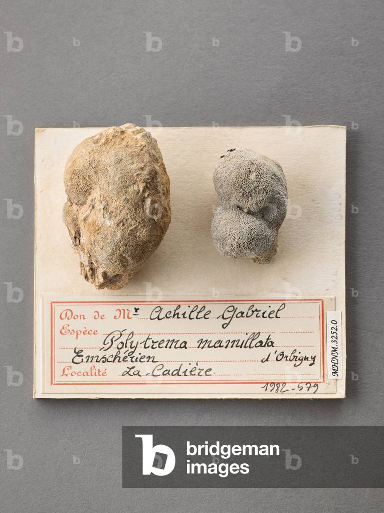 Polytrema mamillata (Coelentere), Natural History Museum of Marseille
