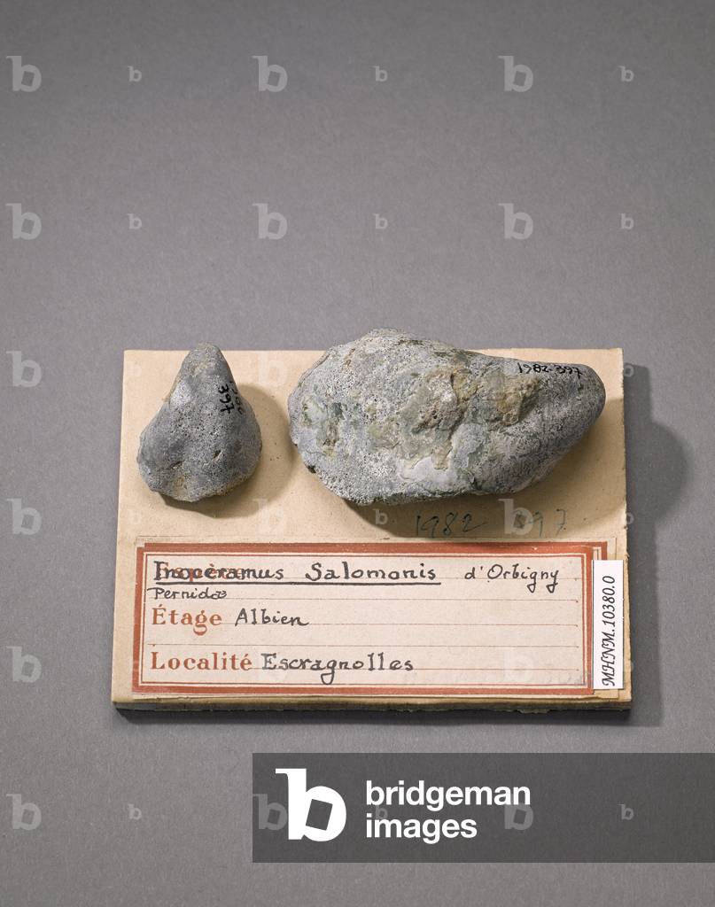 Inoceramus salomonis (Lamellibranche), Natural History Museum of Marseille