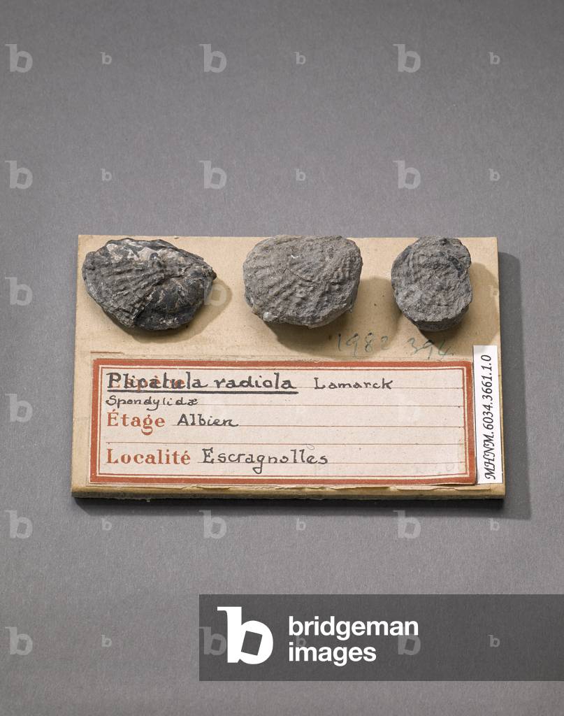 Pplicatula (radio) (Lamellibranche), Natural History Museum of Marseille