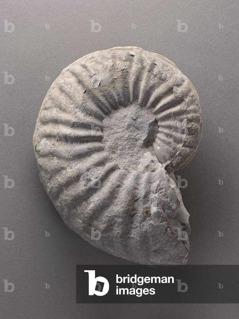 Schloenbachia cultrata (Cephalopode), Natural History Museum of Marseille