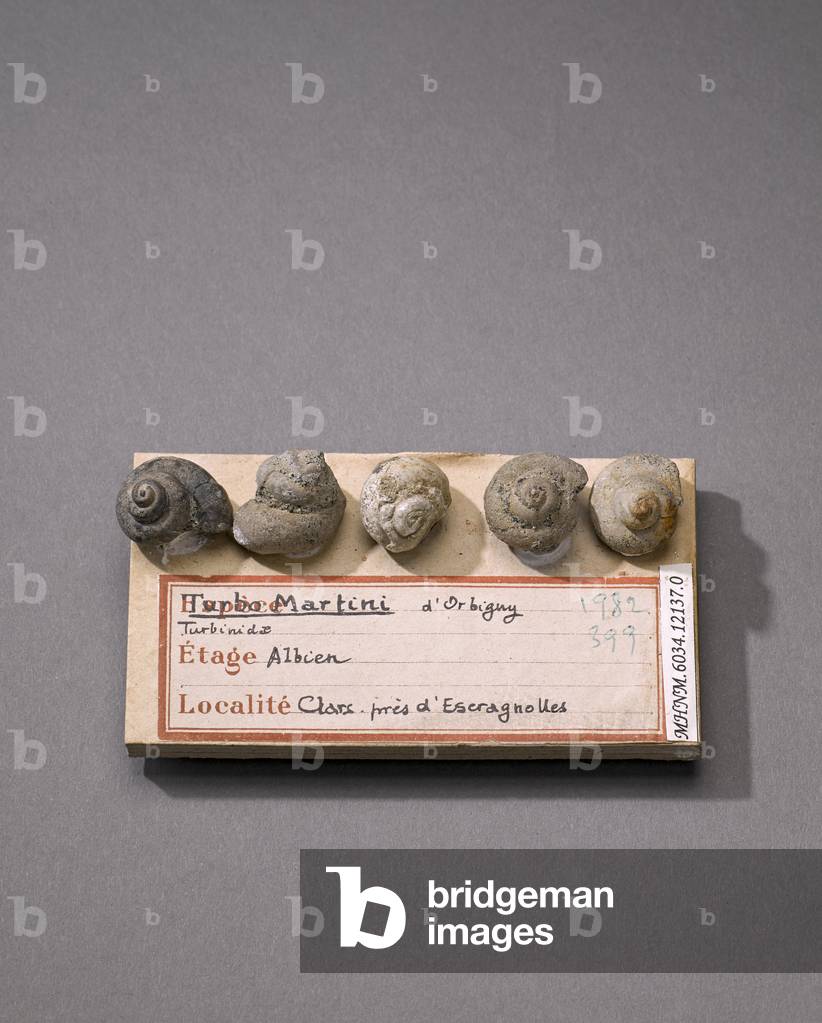 Turbo martini (Gasteropode), Natural History Museum of Marseille