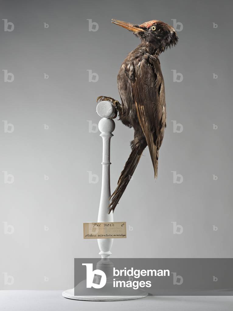 Black woodpecker (Drycopus martius) - black woodpecker - Museum d'histoire naturelle de Marseille