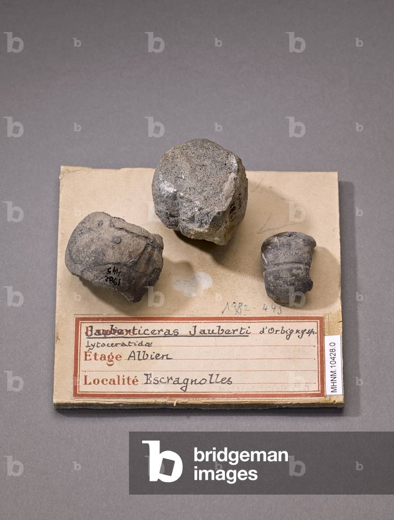 Jauberticeras jauberti (Cephalopode), Museum d'histoire naturelle de Marseille