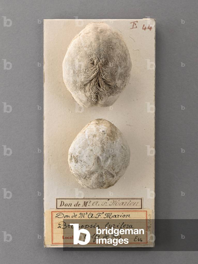 Brissopsis lyrifera, Natural History Museum of Marseille