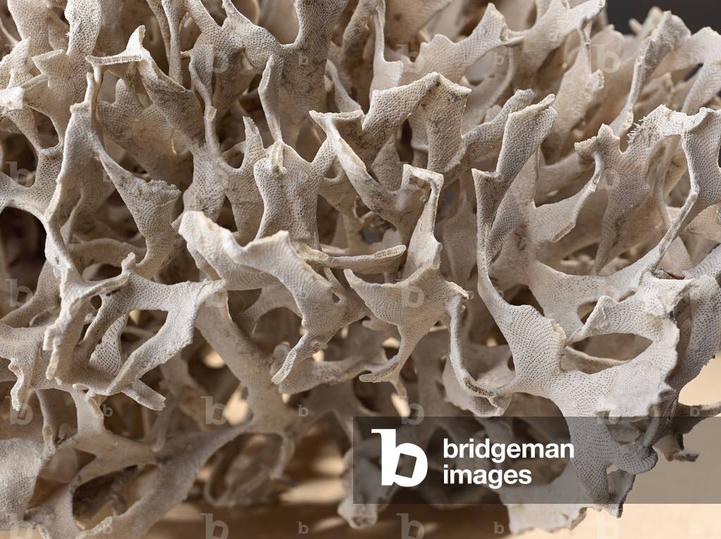 Pentapora fascialis = Eschara fascialis, Museum d'histoire naturelle de Marseille