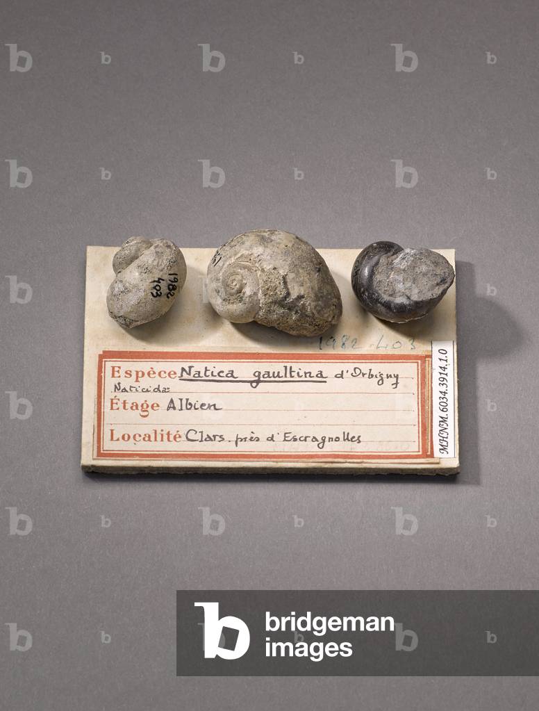 Natica gaultina (Gasteropode), Natural History Museum of Marseille