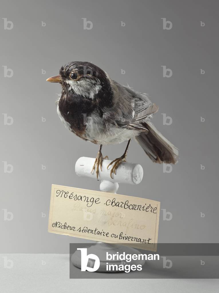 Mesange charbonniere (Parus major) - great petit - Museum d'histoire naturelle de Marseille