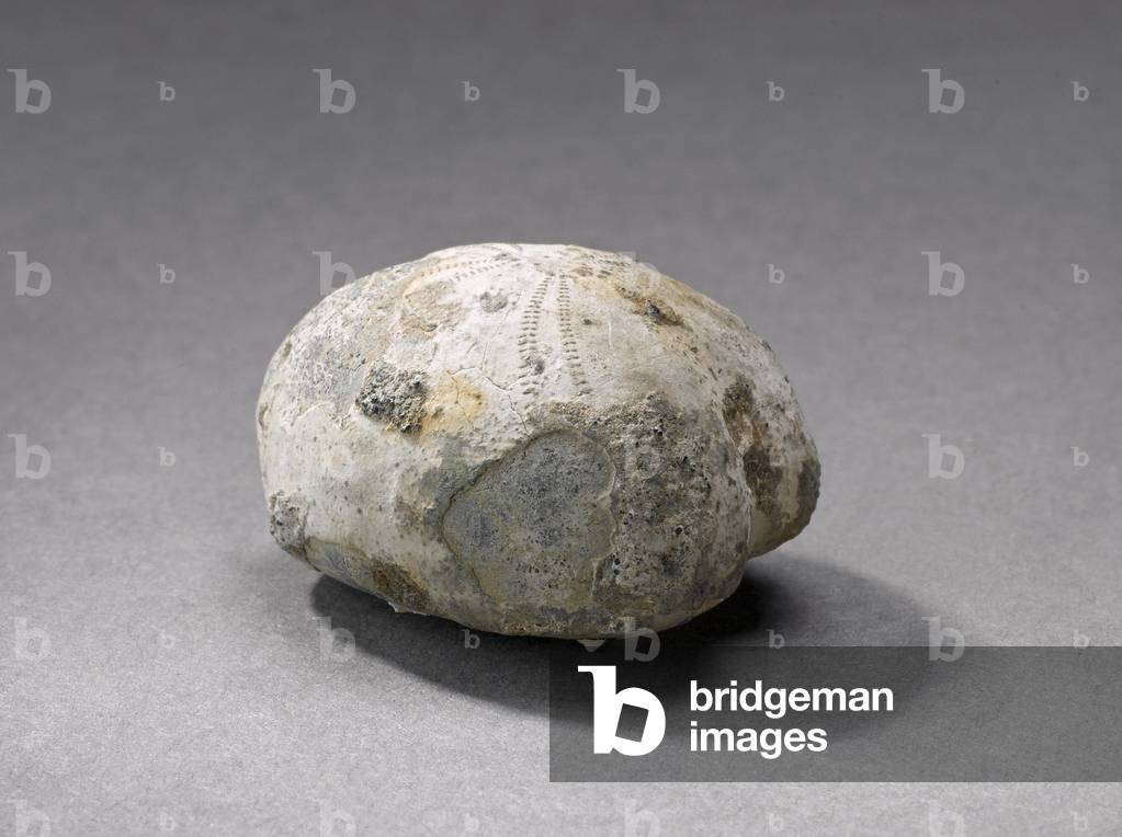 Holaster perezii (Echinodermes), Natural History Museum of Marseille
