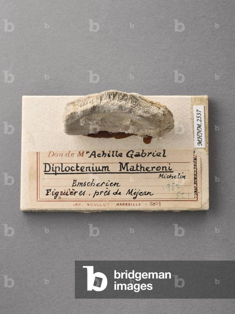 Diploctenium matheroni (Coelentere), Natural History Museum of Marseille