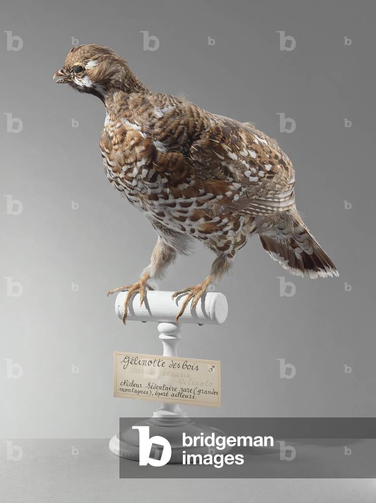 Gelinotte des bois (Bonasa bonasia) - hazel hen - Museum d'histoire naturelle de Marseille