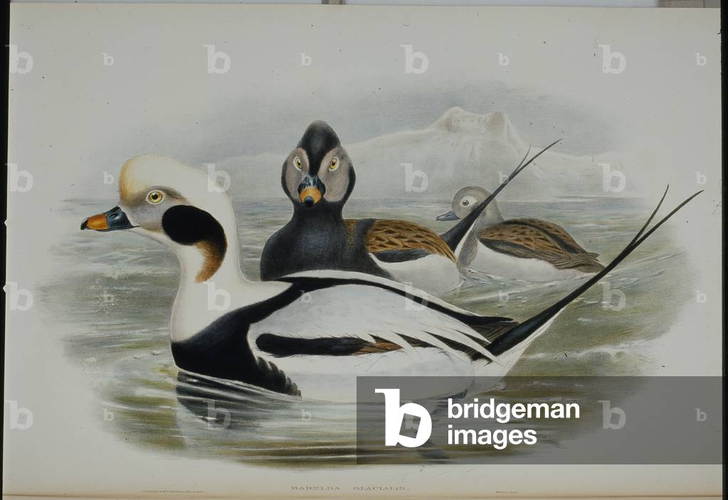 Long-tailed Duck (Harelda Glacialis) (hand-coloured litho)