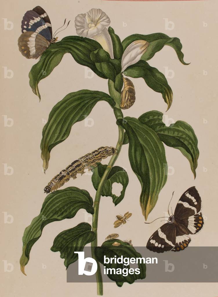 Illustration from 'Metamorphosis insectorum Surinamensium. Ofte Verandering der Surinaamsche Insecten', published in 1705 (coloured engraving)