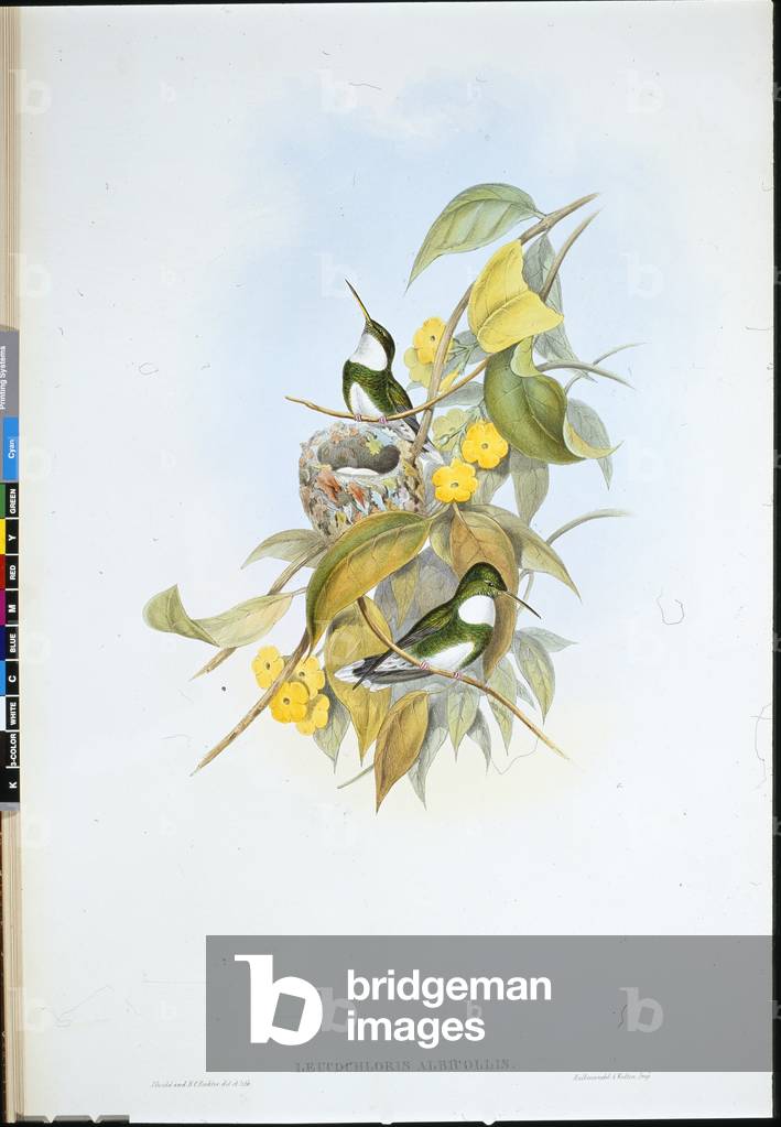 White-throat (Leucochloris Albicollis) (hand-coloured litho)