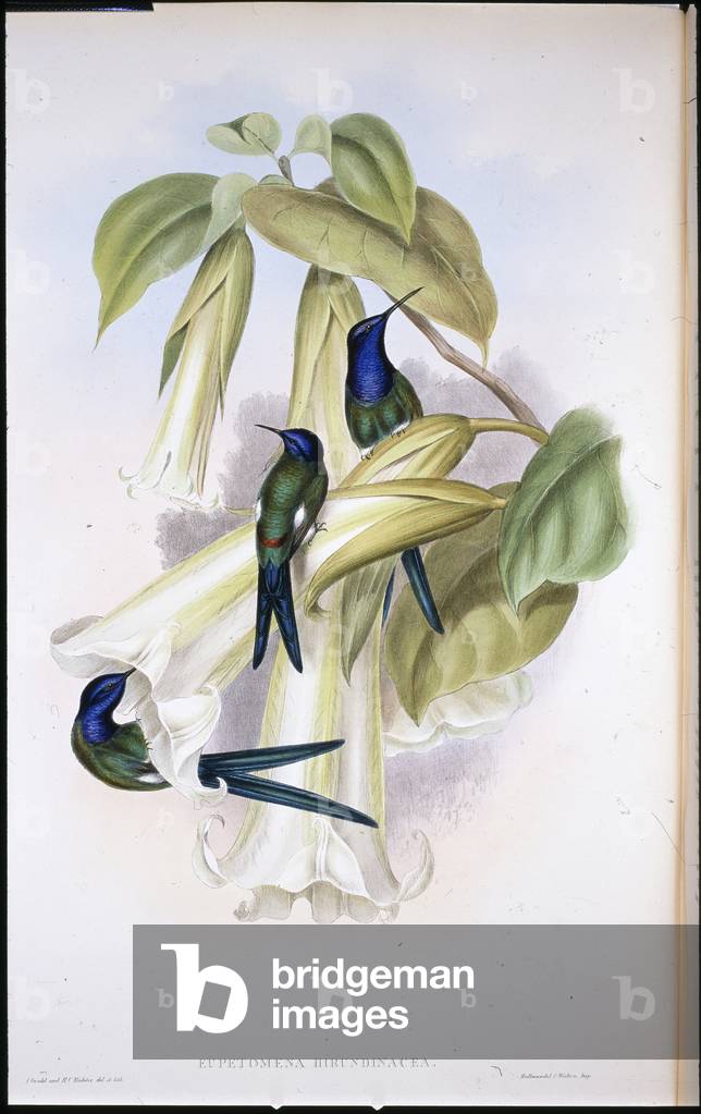 Swallow-tail Eupetomena Hirundinacea) (hand-coloured litho)