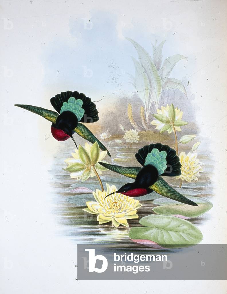 Purple-breasted Carib (Eulampis Jugularis) (hand-coloured litho)