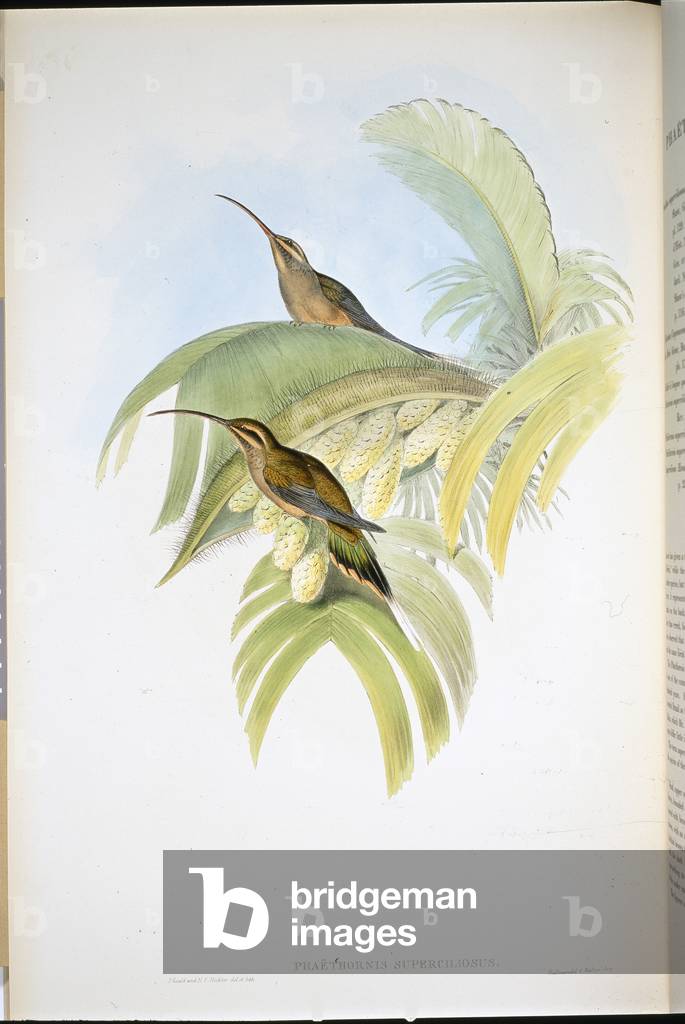 Cayenne Hermit (Phaethornis Superciliosus) (hand-coloured litho)