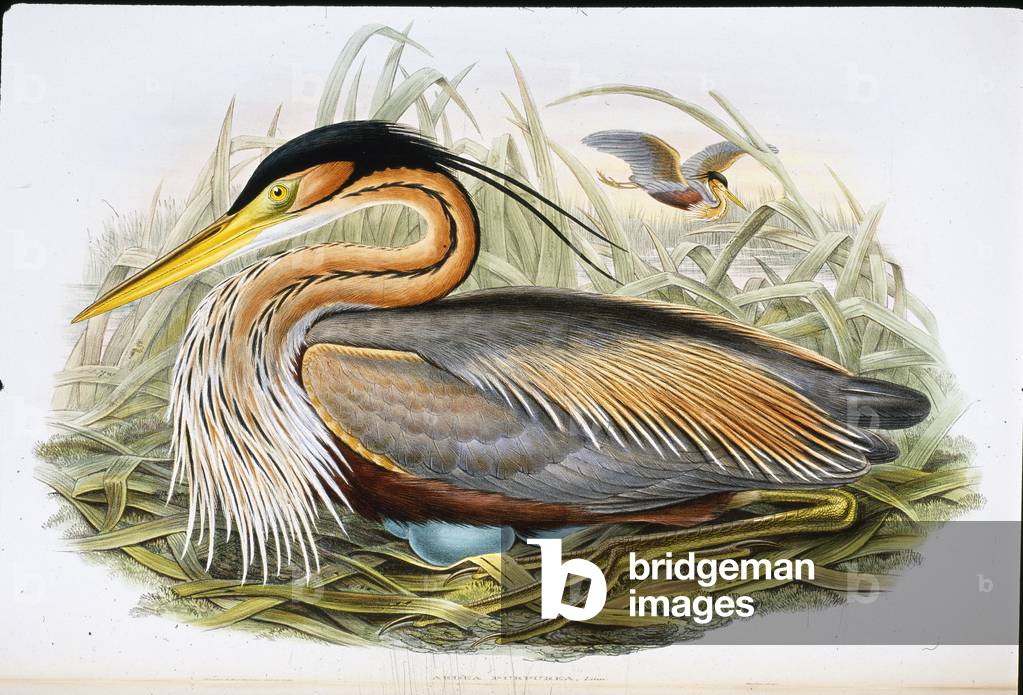 Purple Heron (Ardea Purpurea) (hand-coloured litho)