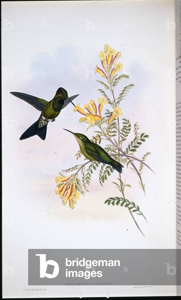 Jameson's Brilliant (Heliodoxa Jamesoni) (hand-coloured litho)