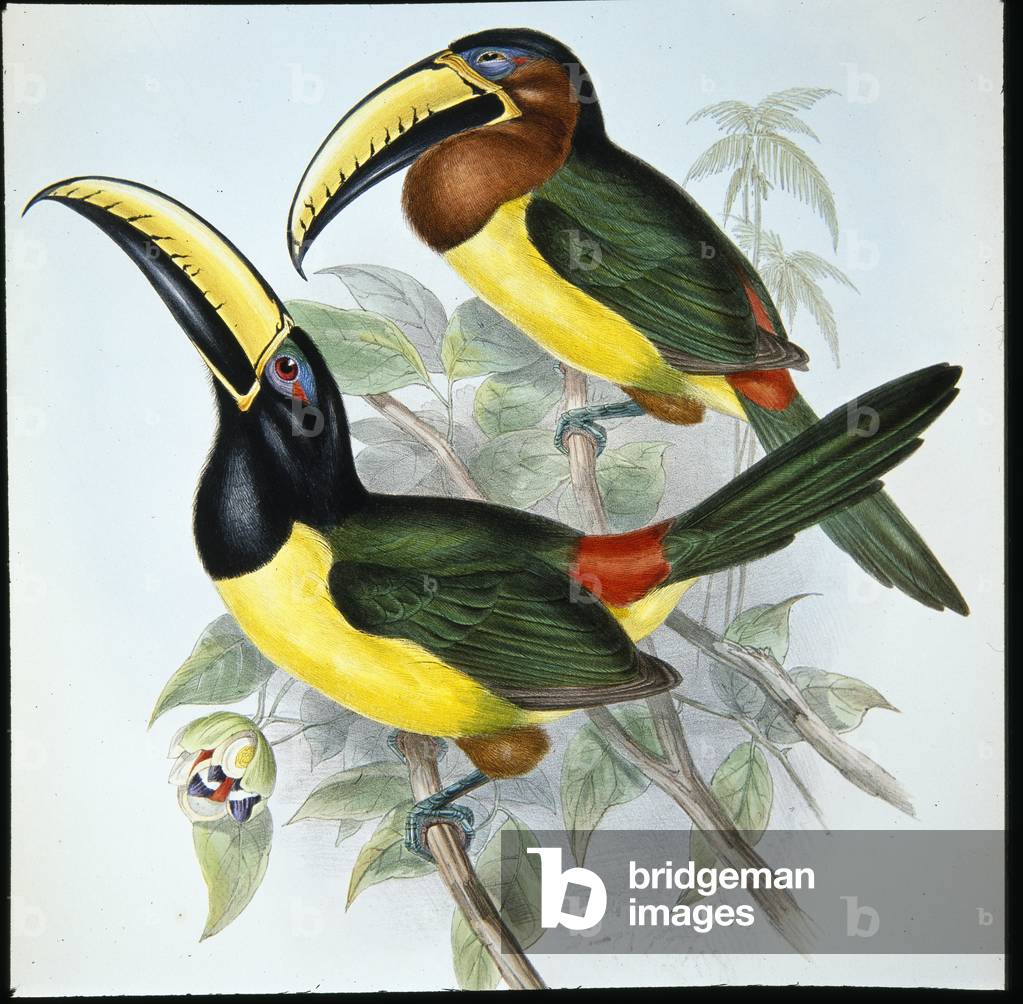 Humboldt's Aracari (Pteroglossus Humboldti) (hand-coloured litho)