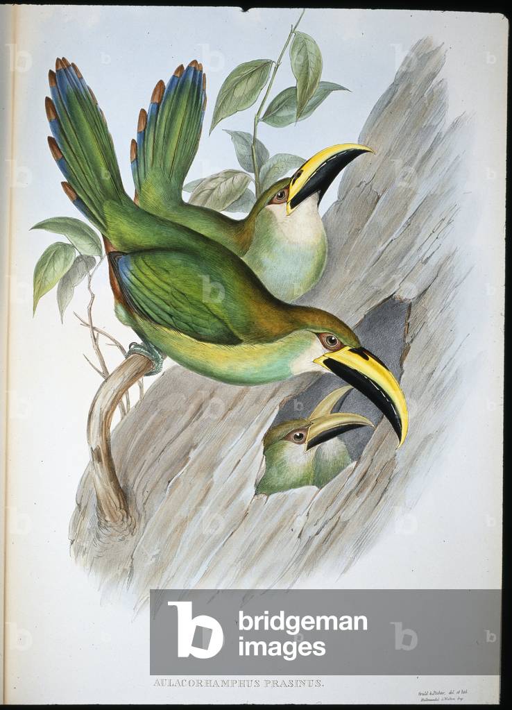 Golden-green Groovebill Toucan (Aulacoramphus Prasinus) (hand-coloured litho)