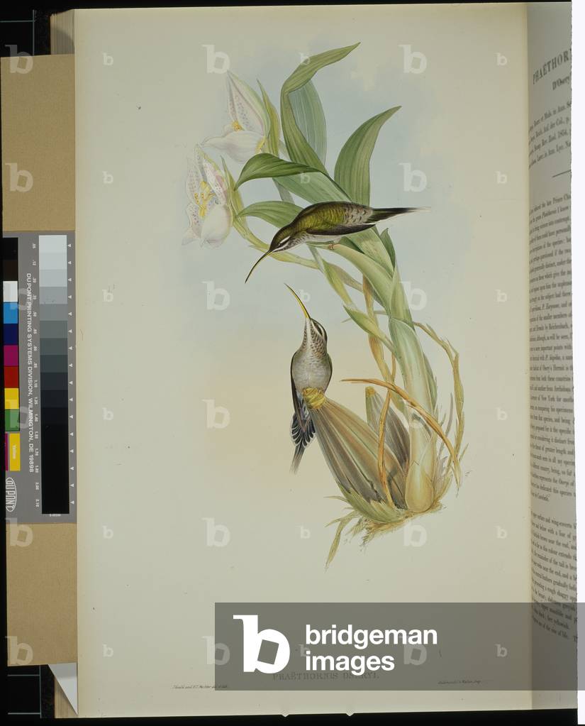 D'Osery's Hermit (phaethornis oseryi) (hand-coloured litho)