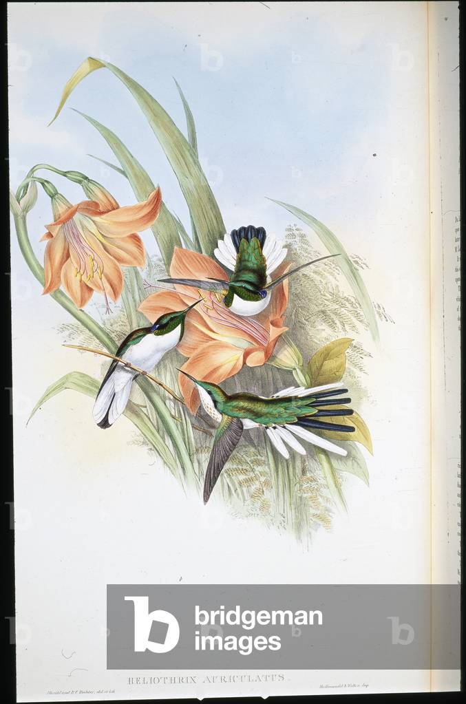 Brazilian Fairy (Heliothrix Auriculatus) (hand-coloured litho)
