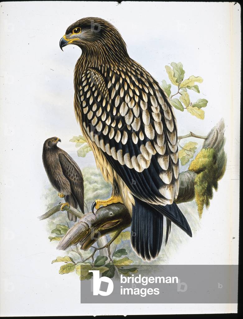 Spotted Eagle (Aquila Naevia) (hand-coloured litho)