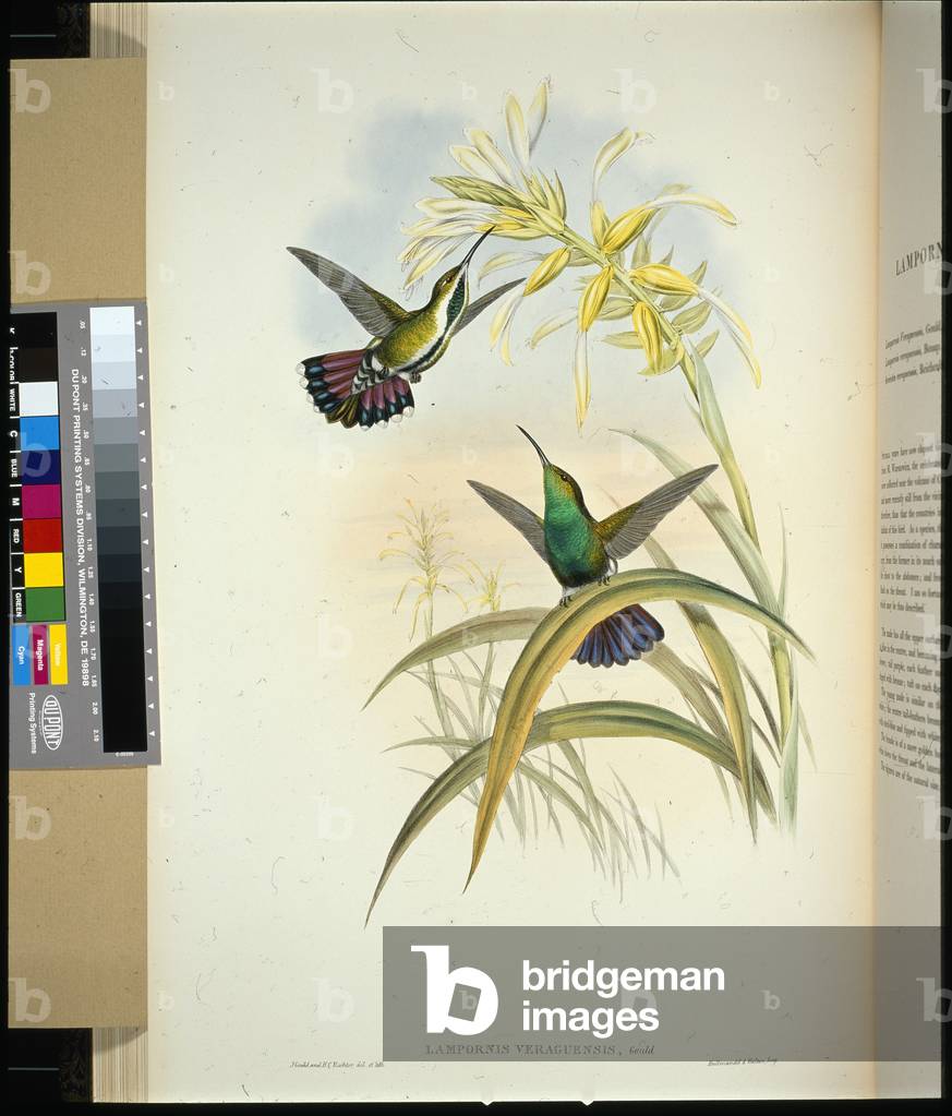 Veraguan Mango (lampornis veraguensis) (hand-coloured litho)