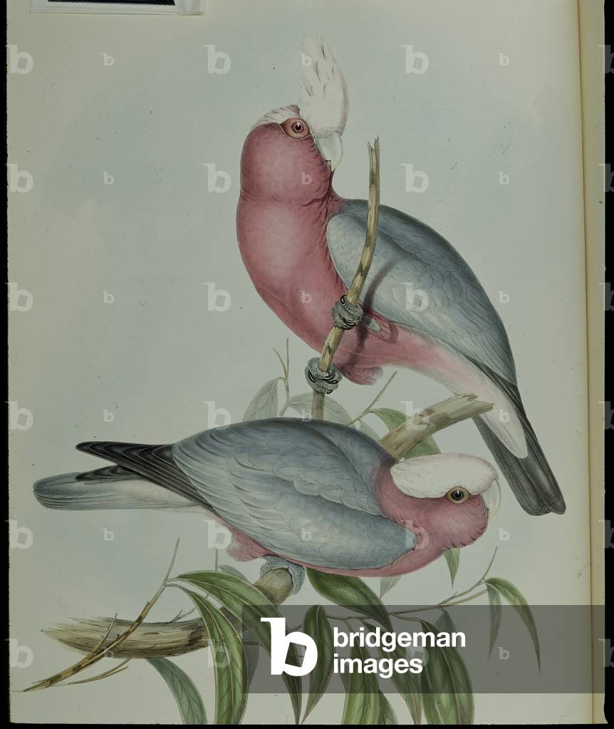 Rose-breasted Cockatoo (Cacatua Eos) (hand-coloured litho)
