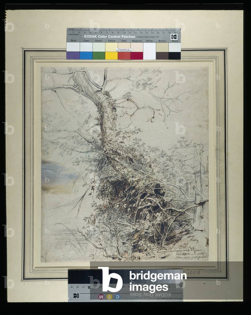 A dying tree, its trunk covered with brambles, beside a fence, c.1618-20 (pen & ink over chalks with wash on paper)
