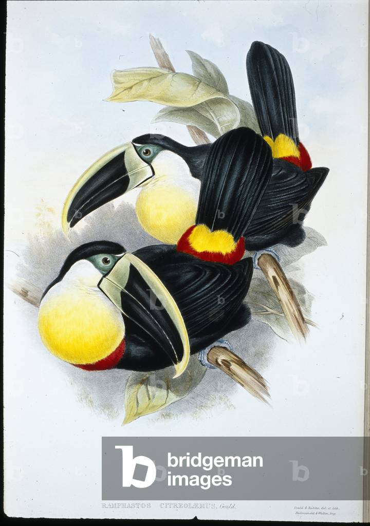 Citron-breasted Toucan (Ramphastos Citreolaemus) (hand-coloured litho)