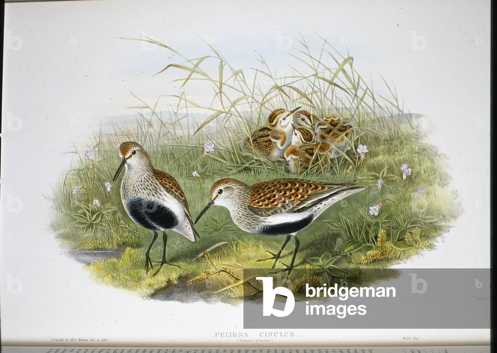 Dunlin (Pelidna Cinclus) (hand-coloured litho)